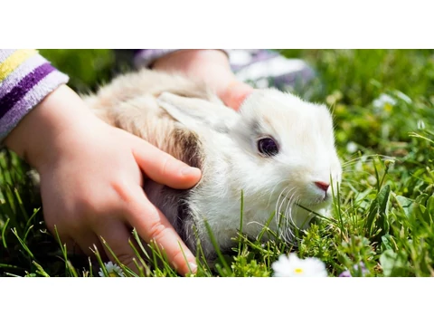 Itt a tavasz, előbújtak a cuki kisállatok!