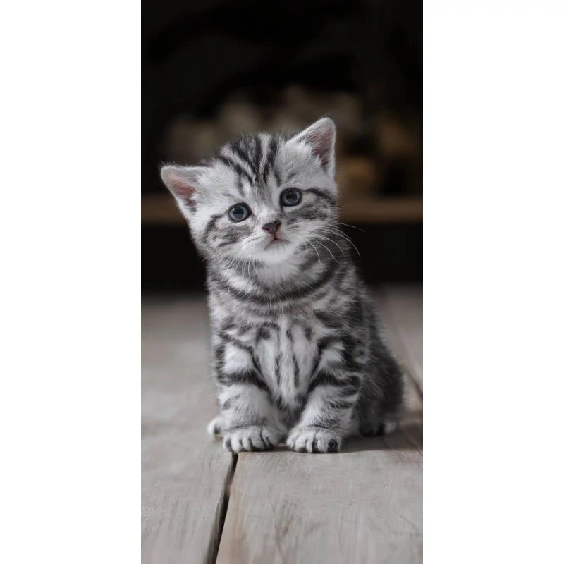 Cicás Fekete-Fehér Törölköző 70x140 cm